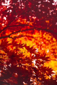 Close-up of maple leaves on tree during autumn