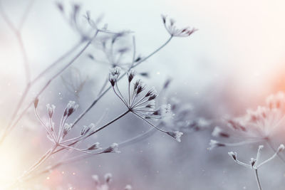 Close-up of snow on plant