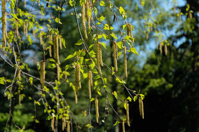Close-up of fresh green plant