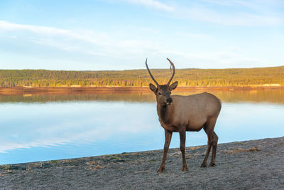 Deer standing by lake against sky