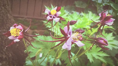 Close-up of pink flowers