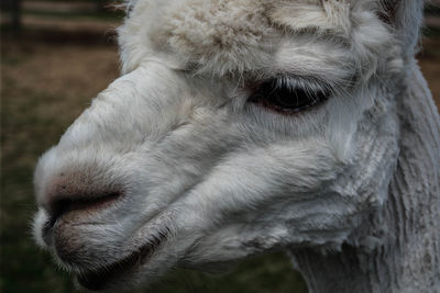 Close-up of horse