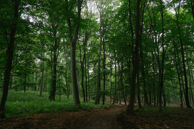 Scenic view of forest