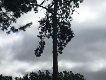 Low angle view of silhouette trees against sky