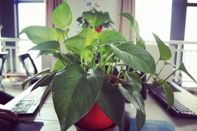 Close-up of plant on table at home