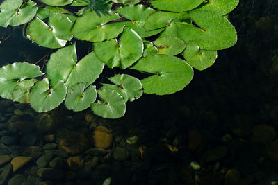 High angle view of water lily floating on pond