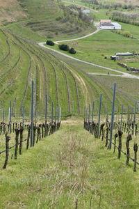 Scenic view of vineyard