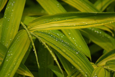 Close-up of raindrops on leaves