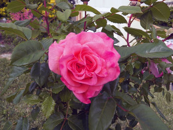 Close-up of pink rose
