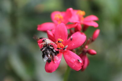 Close-up of insect on pink flower