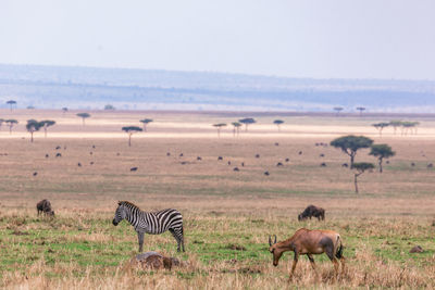 Wildlife maasai mara triangle national reserve park in narok county rift valley in kenya east africa