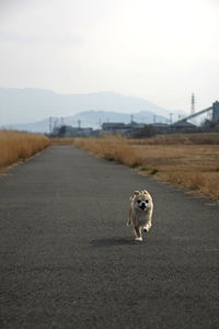 View of a dog on road