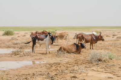 Cows in sahara desert against hazy sky, mauritania