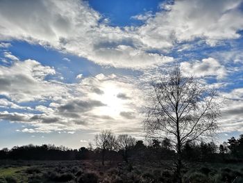 Low angle view of trees on field against sky