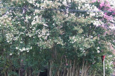 Low angle view of blooming tree