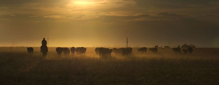 Silhouette cows on field against sky during sunset