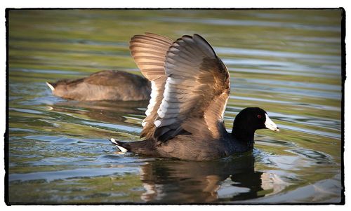 Close-up of duck swimming in lake