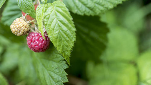 Close-up of strawberry growing on tree