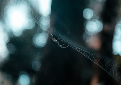 Close-up of spider weaver. golden orb spider