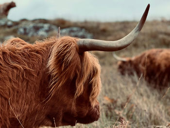 Highland cow