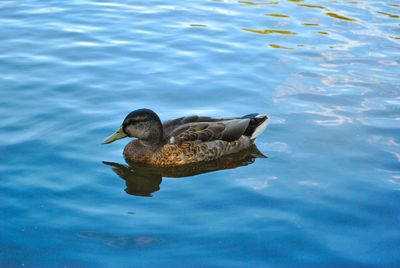 High angle view of duck swimming in lake