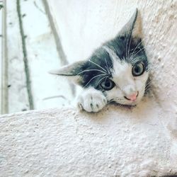 Close-up portrait of cat relaxing outdoors