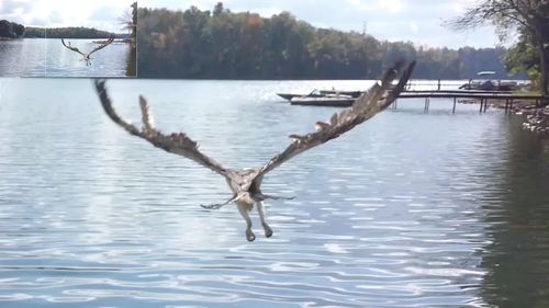 Bird flying over lake against sky