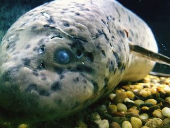 Close-up of fish swimming in sea