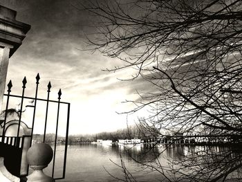 Bare trees in water