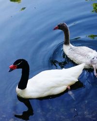 Birds in calm lake