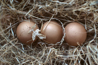 Close-up of easter egg in nest