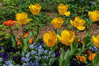 Close-up of yellow flowering plants on field