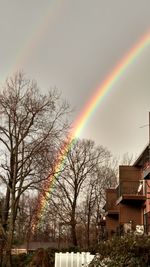 Rainbow over trees