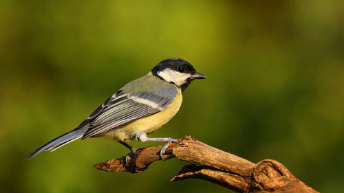 Close-up of great tit perching on twig