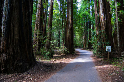 Empty road amidst trees in redwood national and state parks