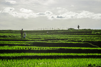 View of farmers in beautiful rice fields in the morning in kemumu village, bengkulu utara, indonesia