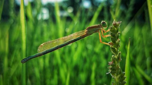 Close-up of insect on plant at field