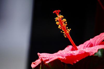 Close-up of wet red hibiscus flower