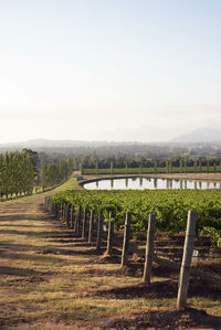 Scenic view of field against clear sky