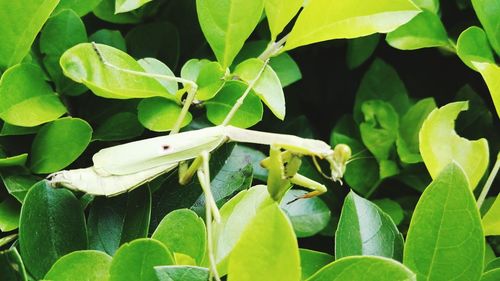 Close-up of praying mantis on plant