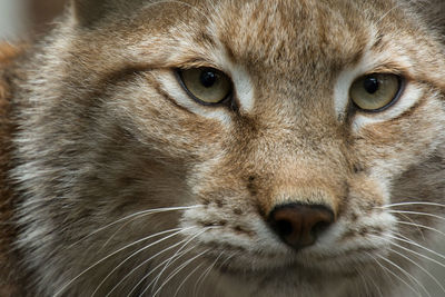 Close-up portrait of lynx