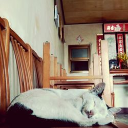 Cat sleeping in a house