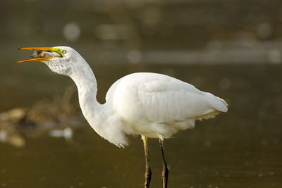 The great egret catching and eating fish in shallow water from crna mlaka