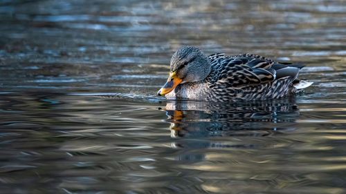 Side view of a duck swimming in lake