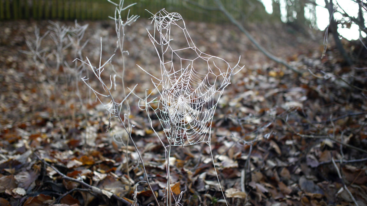 CLOSE-UP OF DRIED SPIDER WEB ON FIELD