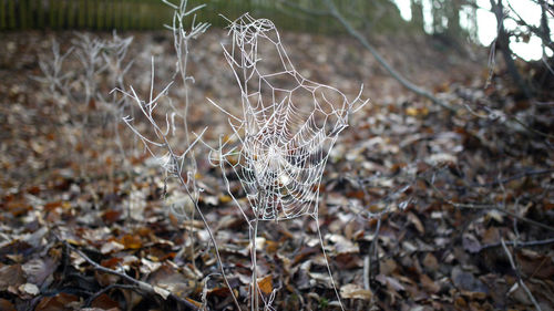 Close-up of dried spider web on plant