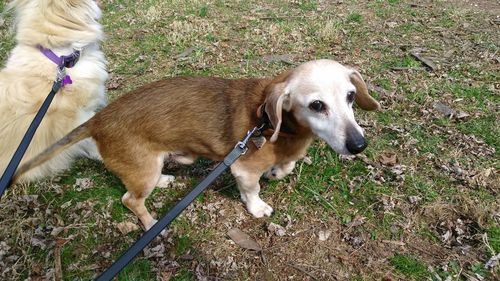 Portrait of dog on grass