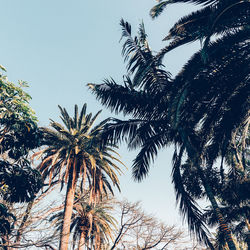 Low angle view of palm trees against clear sky