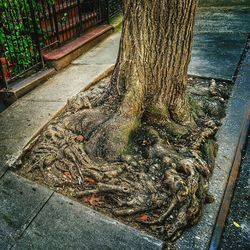 High angle view of tree trunk