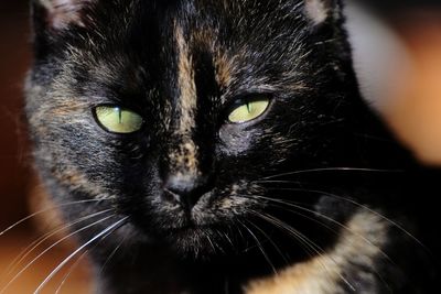 Close-up portrait of a cat